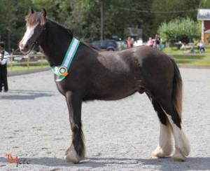 Riksutställning Irish Cob Söderköping 2015 1239