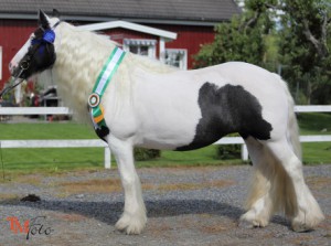 Riksutställning Irish Cob Söderköping 2015 1311