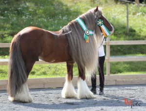 Riksutställning Irish Cob Söderköping 2015 1322