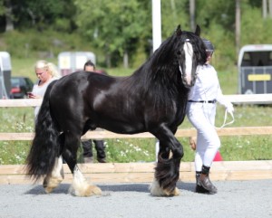 Riksutställning Irish Cob Söderköping 3